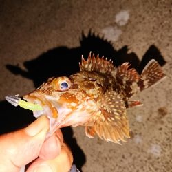 マイカ釣のつもりが